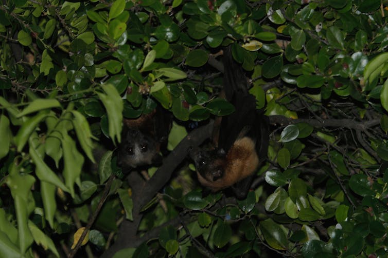 Kerja sama ilmuwan-masyarakat merangsang geliat konservasi ‘spesies terlupakan’ Indonesia 8 Kerja sama ilmuwan-masyarakat merangsang geliat konservasi ‘spesies terlupakan’ Indonesia