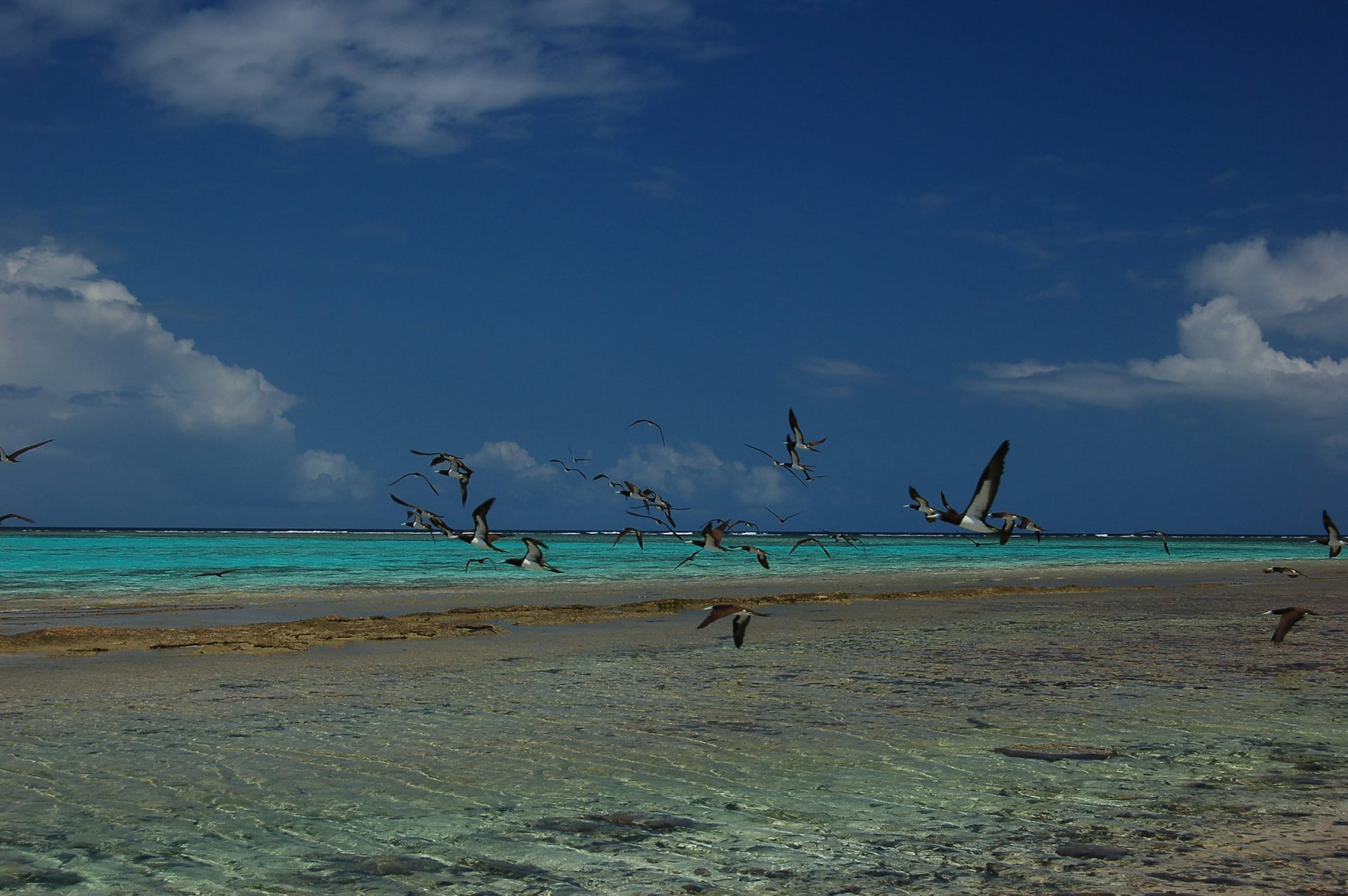 Des oiseaux marins en plein vol