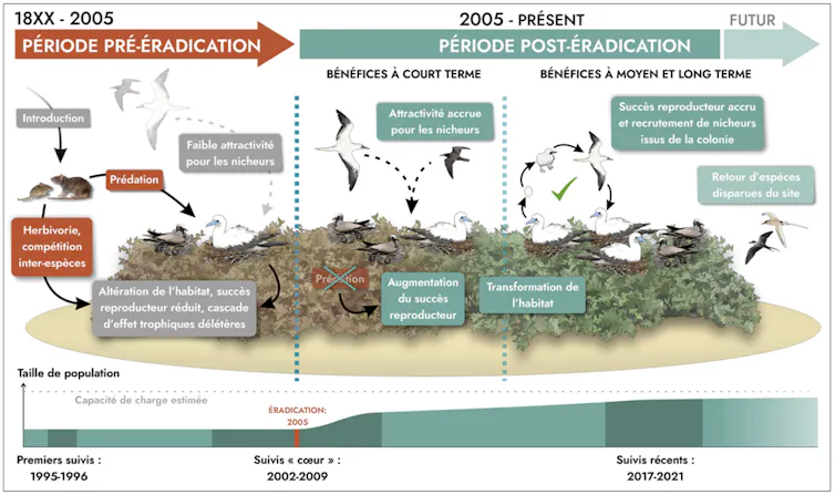 Infographie montrant les différentes phases d’intervention sur l’île Surprise