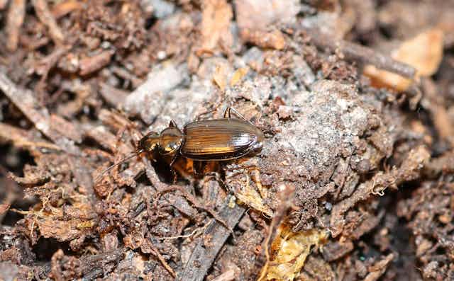 A beetle amid charred wood.