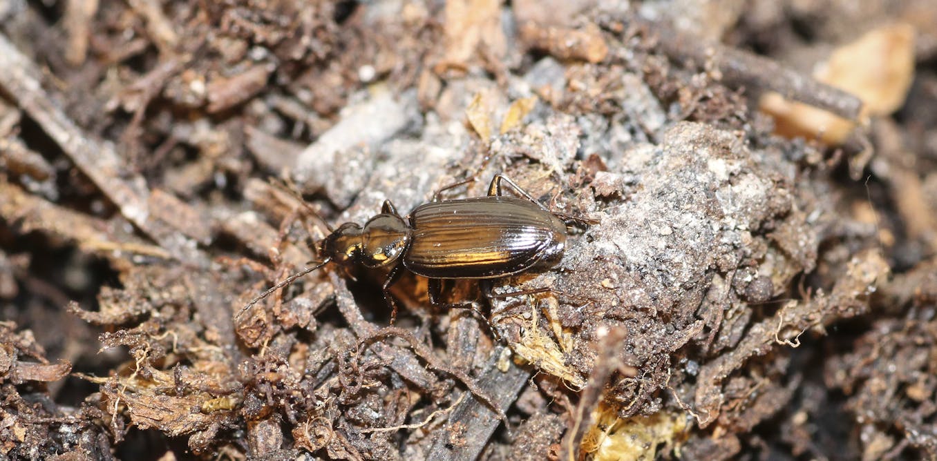 For some fire-loving insects, wildfires provide the best breeding grounds