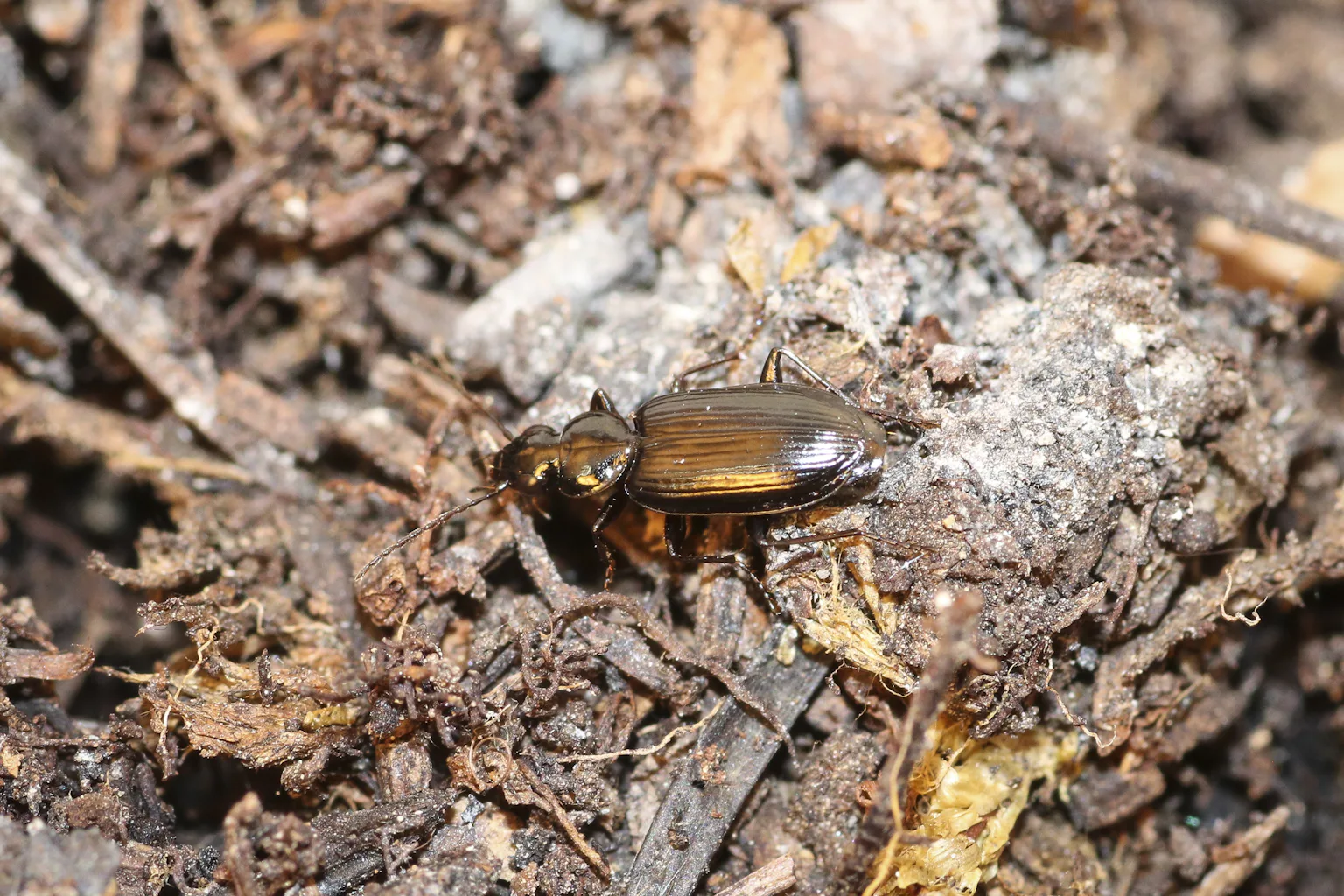 Burnt Insect For some fire-loving insects, wildfires provide the best breeding grounds