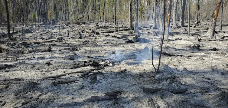 For some fire-loving insects, wildfires provide the best breeding grounds