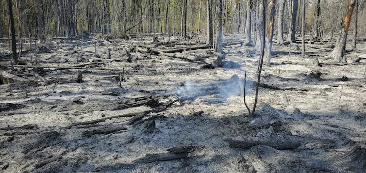 A stretch of land burnt in a fire.
