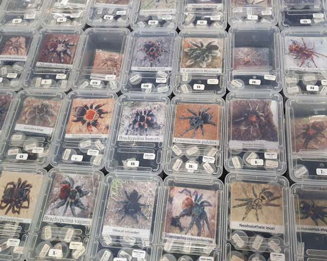 Invertebrates in clear plastic boxes and tubes, for sale at a reptile expo in Europe