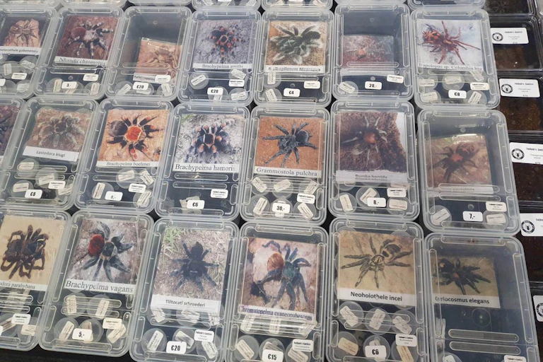 Invertebrates in clear plastic boxes and tubes, for sale at a reptile expo in Europe