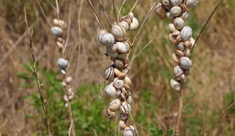 A white garden snail (Theba pisana) infestation on stalks of grass