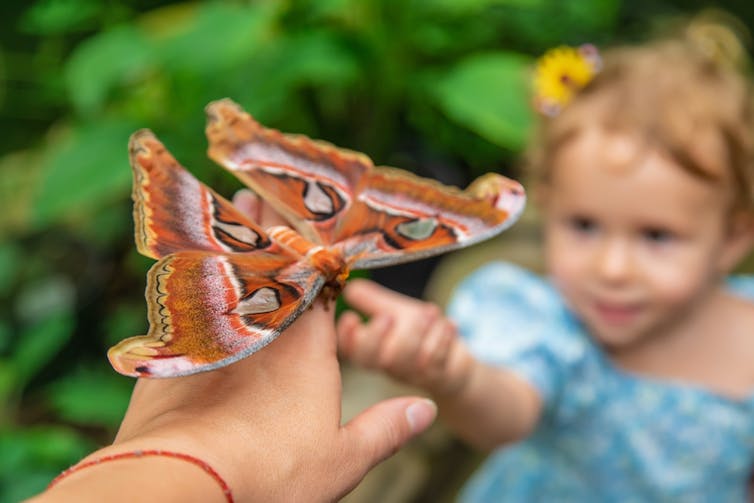 One child holds out their hand, with a colourful moth (Coscinocera hercules) resting on it while another reaches out to it