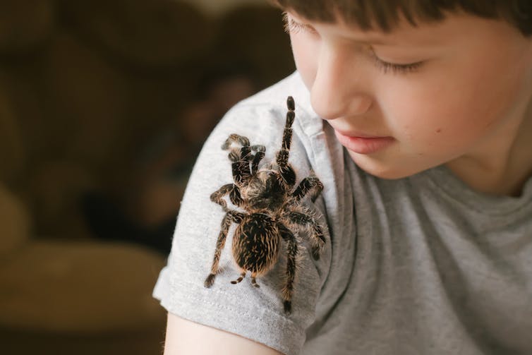 Tarantula spider on boy's shoulder appears to reach for the child's face (Brachypelma albopilosum).