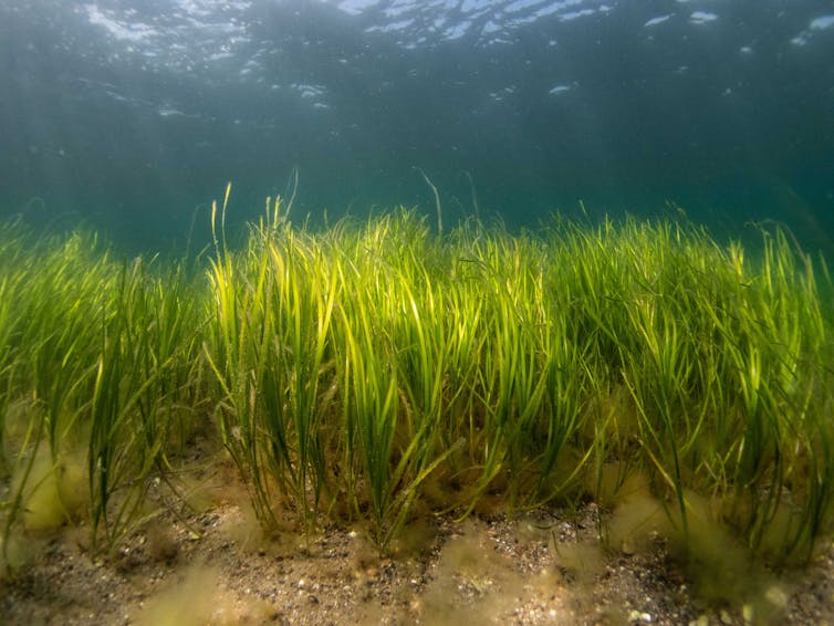 A healthy seagrass meadow.
