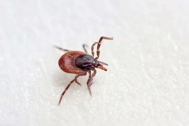 A Hyalomma tick.