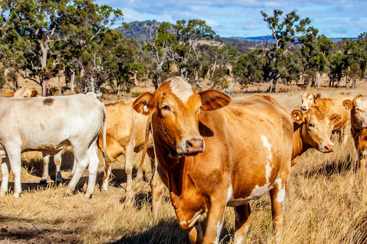 A herd of cattle.