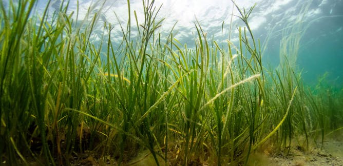 Seagrass – News, Research and Analysis – The Conversation – page 1