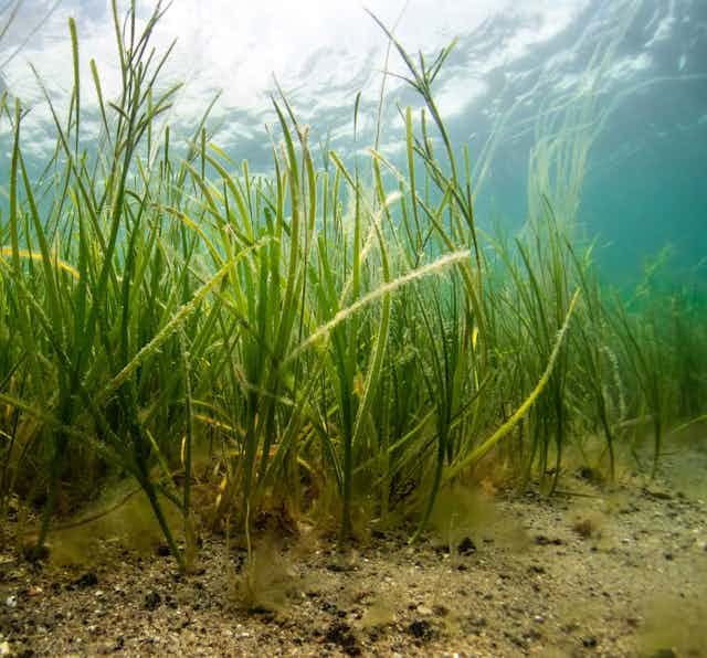 A healthy seagrass meadow.