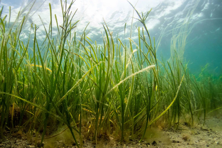 A healthy seagrass meadow.