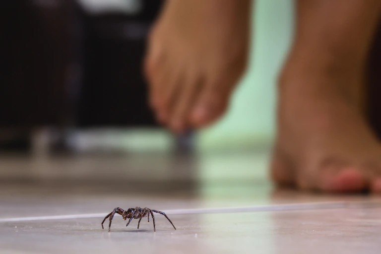 Spider on the floor of a house, with bare feet in the background.