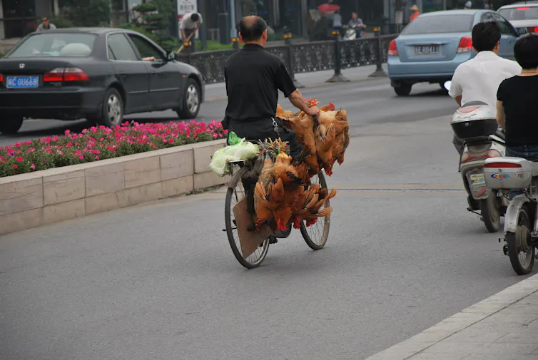 Transport de poulets… à bicyclette (Suzhou, Chine).,8 juin 2009. La forte consommation de volaille en Asie a favorisé l’usage des vaccins après les épidémies de grippe aviaire