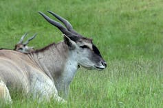 A buck lying in the grass, its horns pointed up[wards and back.