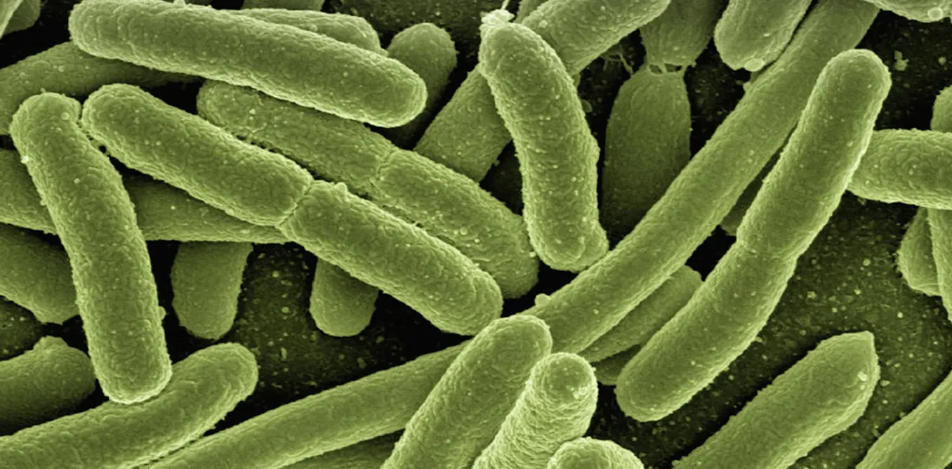 could synthetic probiotics help prevent our natural bacteria from going astray? could synthetic probiotics help prevent our natural bacteria from going astray?