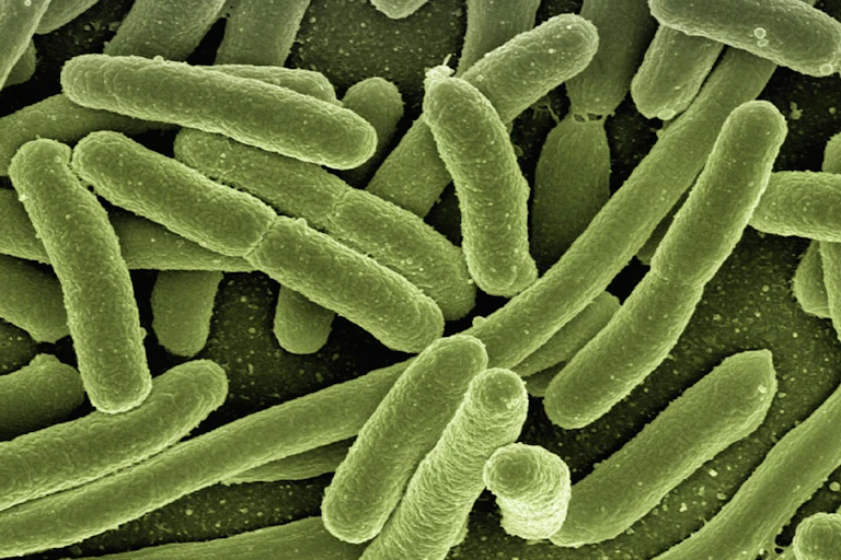 E. coli bacteria.