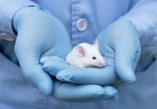Small white mouse is on laboratory researcher's hand with blue glove