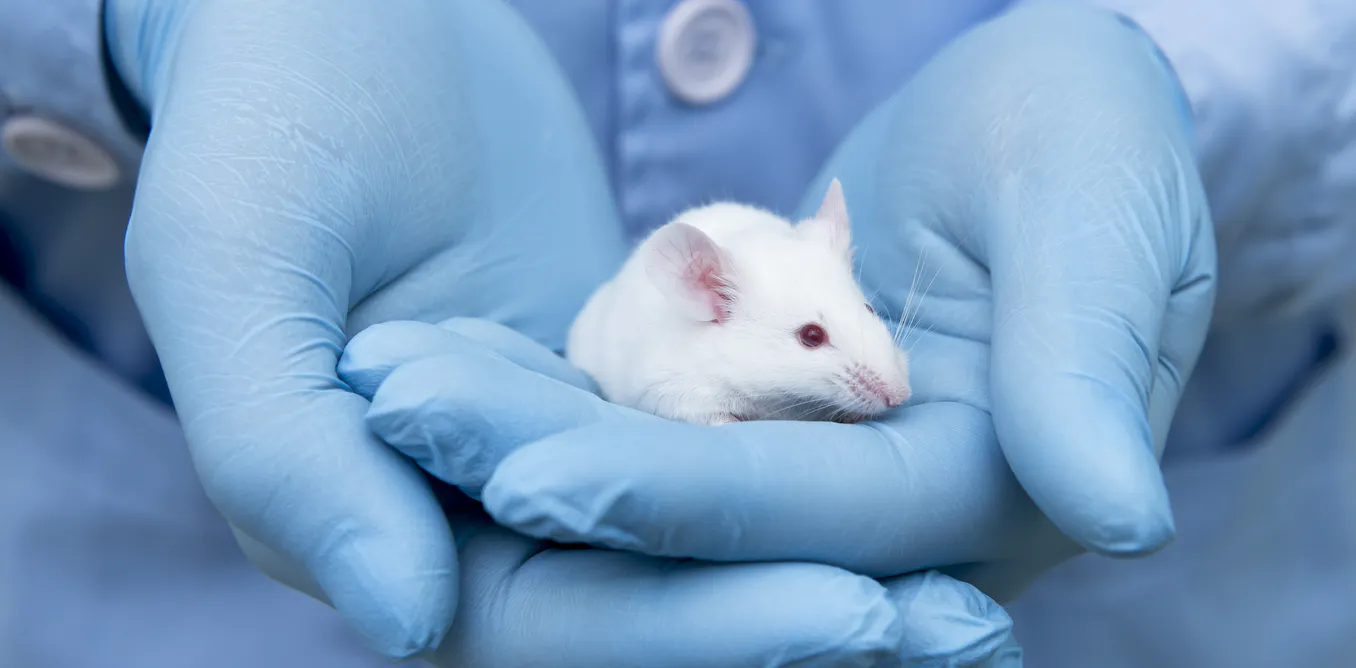 Science experiments traditionally only used male mice – here's why that's a problem for women's health