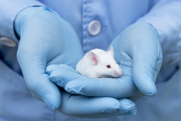 Small white mouse is on laboratory researcher's hand with blue glove