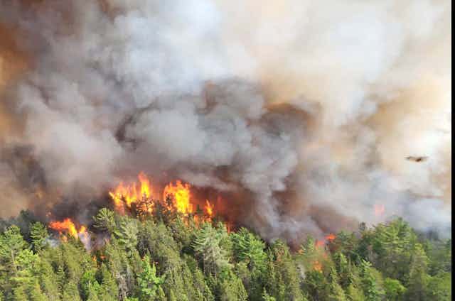 Smoke rises above the flames and treetops in a forest fire