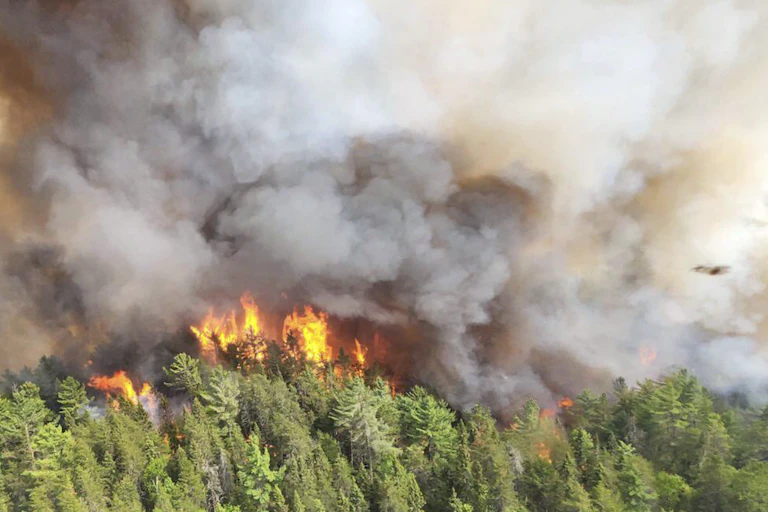 Smoke rises above the flames and treetops in a forest fire