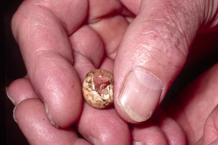 Echidna hatching