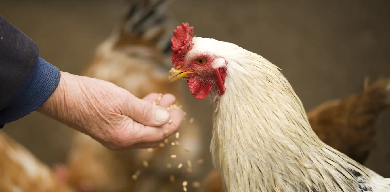 Poulets soldats et éleveurs sentinelles, alliés dans la vaccination contre la grippe aviaire Poulets soldats et éleveurs sentinelles, alliés dans la vaccination contre la grippe aviaire