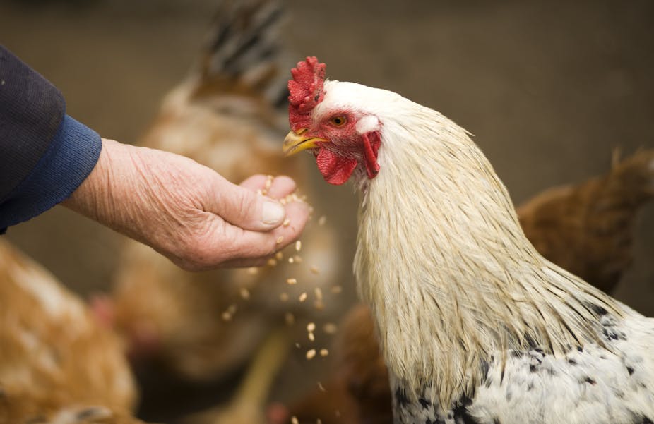 Main nourrissant un poulet