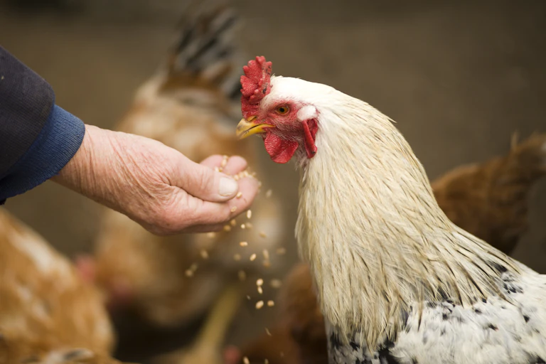 Main nourrissant un poulet