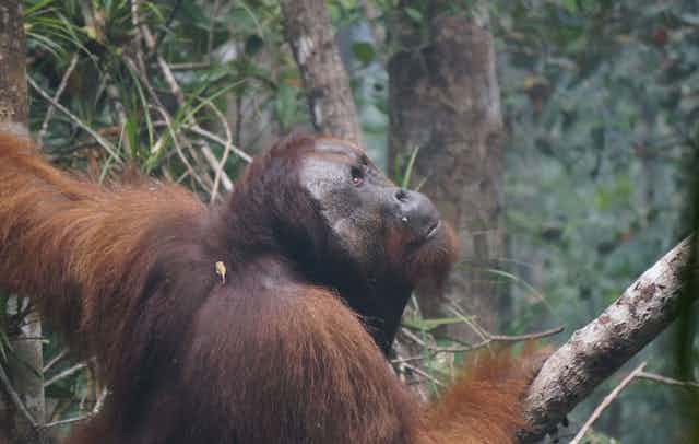An orangutan pauses in trees, looking upward.