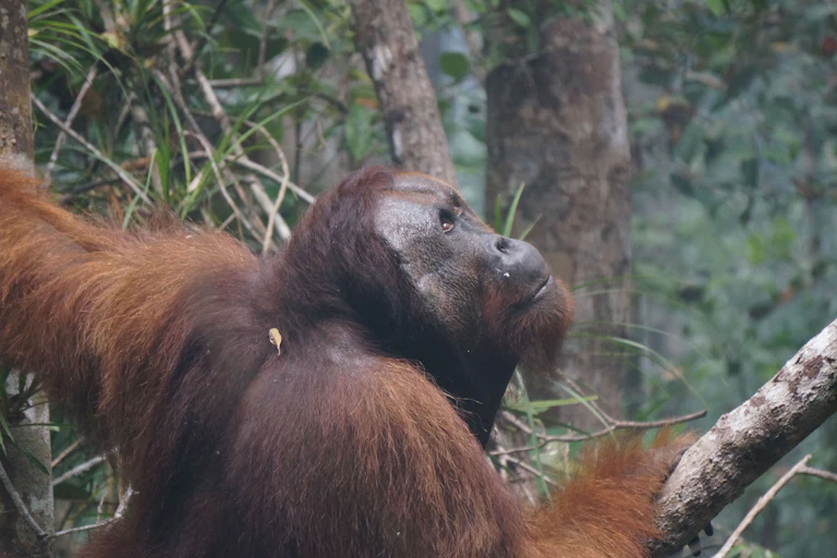 An orangutan pauses in trees, looking upward.