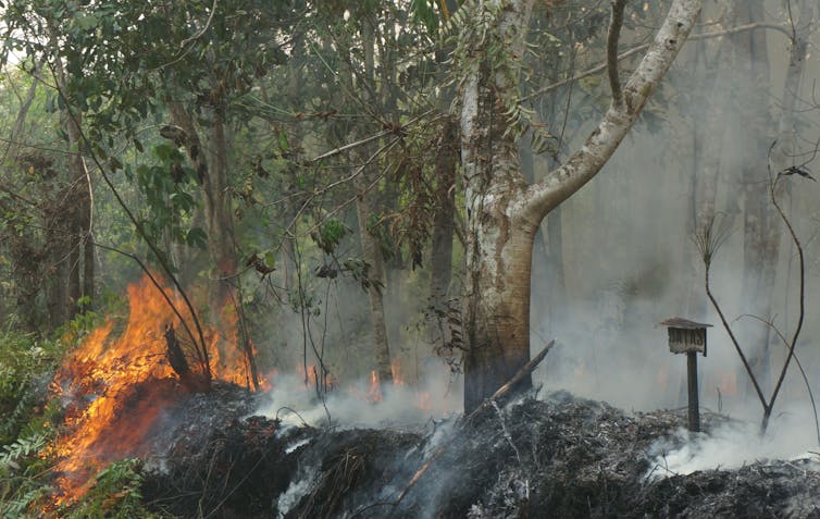 Fire and smoke rise from charred ground near a scorched tree.