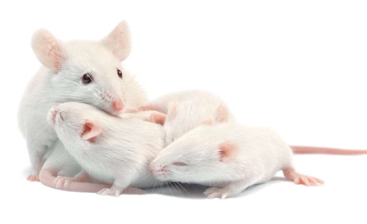 White laboratory mice, mother with pups
