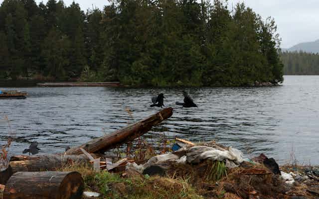 Ravens play by the water in Bella Bella, B.C.