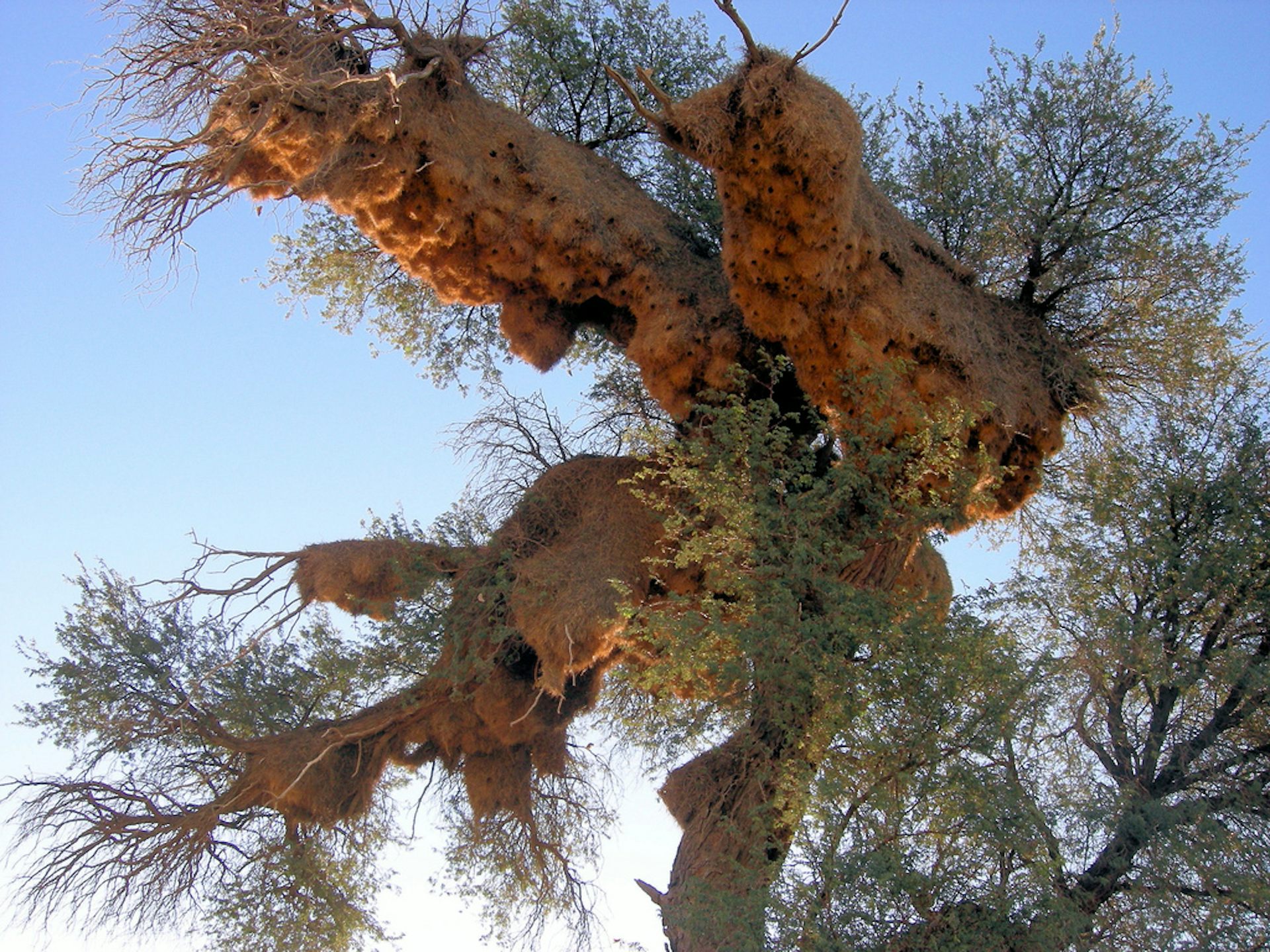 Biggest bird nests in the world are kept together by family ties