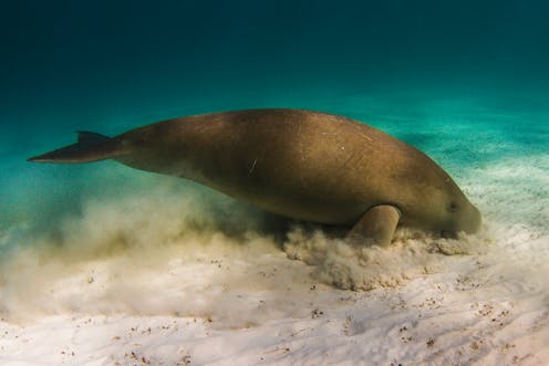 Marine species are being pushed towards the poles. From dugong to octopuses, here are 8 marine species you might spot in new places