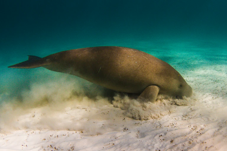 dugong