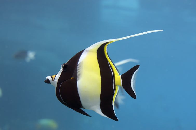 moorish idol