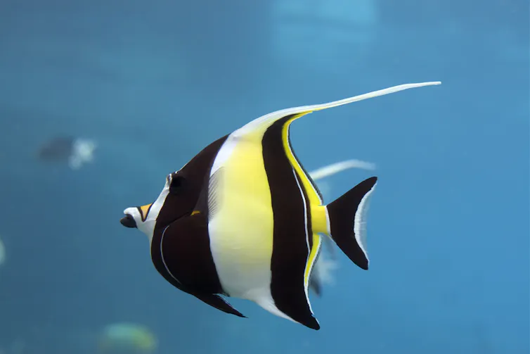 moorish idol