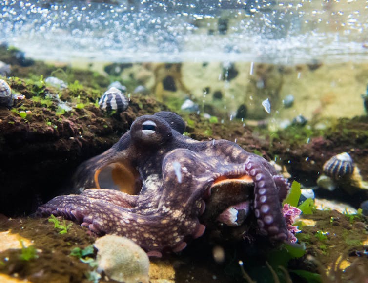 gloomy octopus