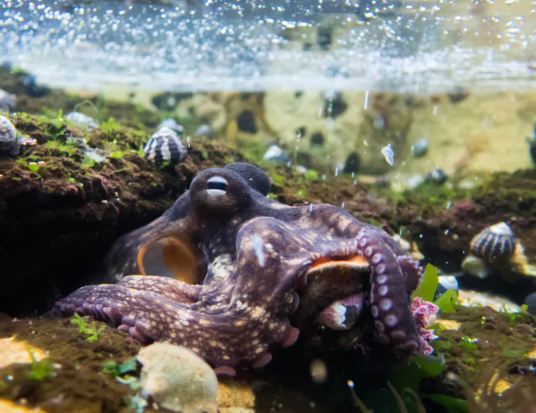 gloomy octopus