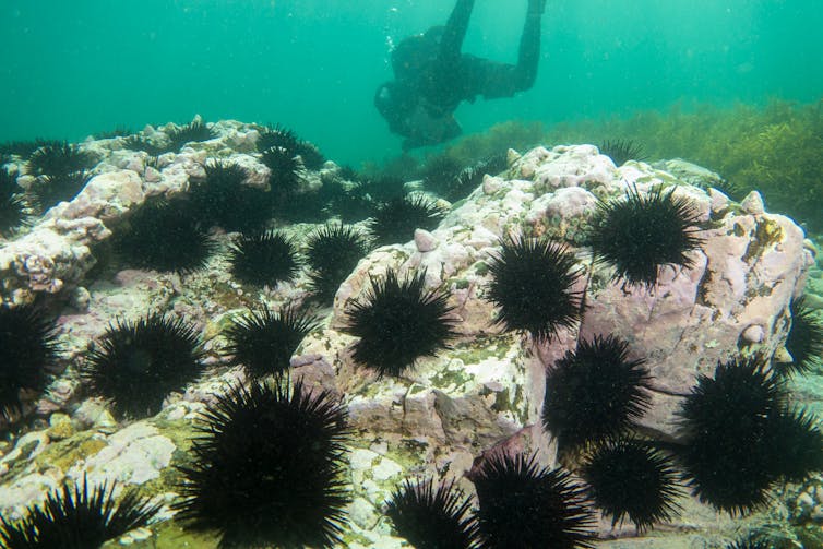 long spined sea urchins