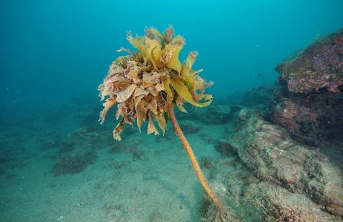 Small ocean critters use their poo to help seaweeds have sex