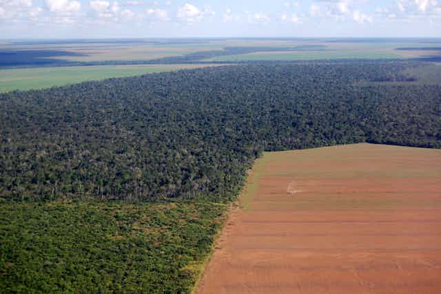 Vista aérea de un gran campo de soja en un terreno antes ocupado por la selva tropical en Brasil.