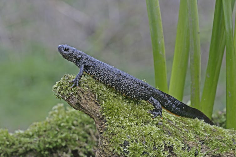 A female great crested newt.