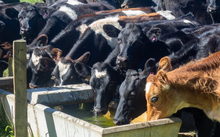 A row of cows drinking water from a trough.